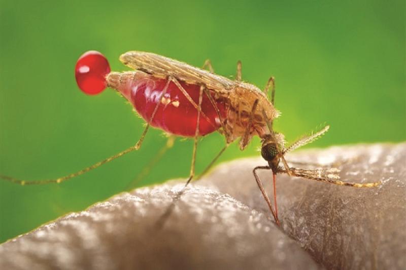 Malaria wreaks havoc in Chhattisgarh, 1265 patients found in 20 days Chhattisgarh news hindi big news latest news khabargali 