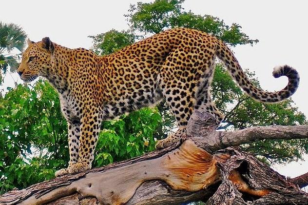 Parents fought with a leopard to save the life of their 7-year-old daughter; the leopard had attacked the girl while hunting Chhattisgarh news latest news cg hindi news khabargali 