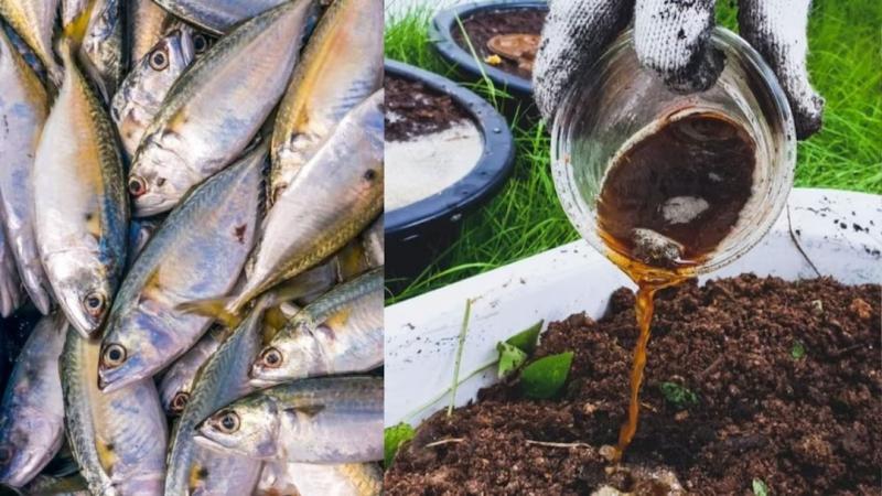 Modi government approves making fertilizer from fish, meat, bones and non-vegetarian waste; now Indians will eat potatoes, tomatoes and cabbage from non-vegetarian fertilizer; Jain Samvedana Trust writes letter to Prime Minister and Agriculture Minister - Huge anger among Hindu and Jain community as well as millions of vegetarian people, Khabargali