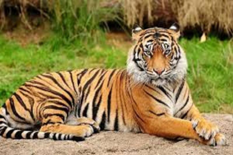 The tiger population will increase in Guru Ghasidas-Udanti Sitanadi, one male and five females will be shifted from Kanha Tiger Reserve