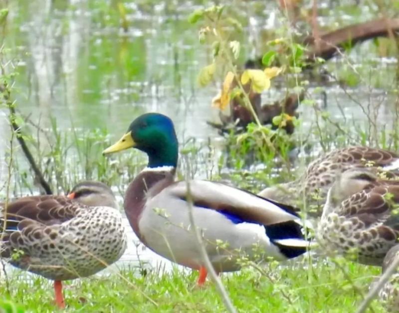 Exotic Mallard bird spotted in Raipur, Chhattisgarh becomes new destination for migratory birds hindi News latest News khabargali 