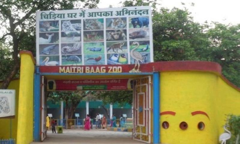 White tigress Jaya dies in Bhilai Maitri Bagh, forest department officials confirm hindi News latest news khabargali 