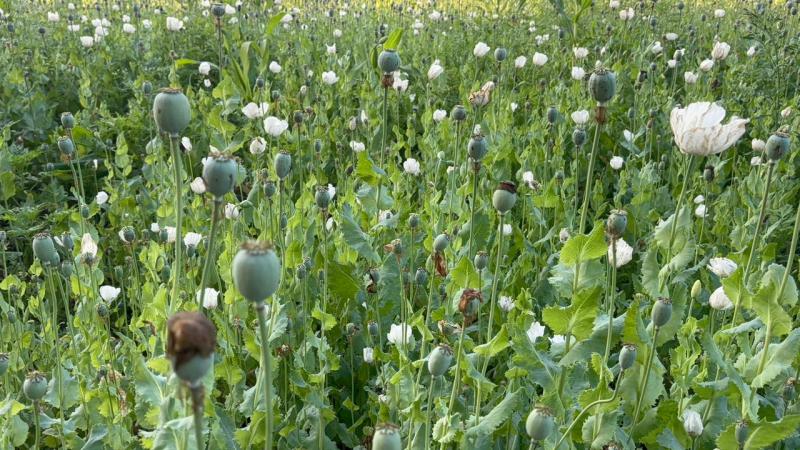 Opium cultivation caught in BJP leader's field, suspended from party bhilai News hindi news khabargali 