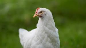 Bird flu confirmed in Bilaspur, alert issued in 10 km area, test report confirms infection bilaspur chhattisgarh hindi news latest news khabargali 