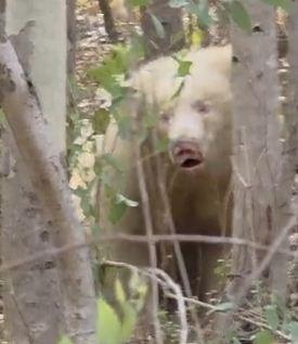 Rare white albino bear spotted in forest, villagers panic hindi NEws chhattisgarh khabargali 