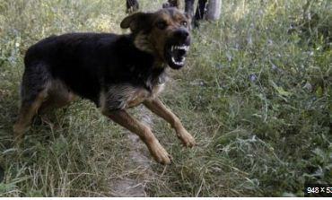 9-year-old girl dies after being attacked by stray dogs, area plunged into mourning rajasathan hindi news latest khabargali  