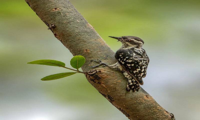 India's smallest woodpecker spotted during jungle safari; biodiversity gains new recognition. raipur chhattisgarh hindi news khabargali 
