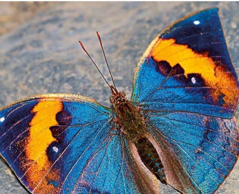 Chhattisgarh to get its first state butterfly; online voting via Google Form has begun to select the preferred butterfly. Latest news hindi news khabargali 