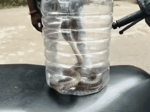 Young man bitten by a cobra; doctors said, "Bring the snake first, then we'll treat you." Hindi news latest news khabargali 