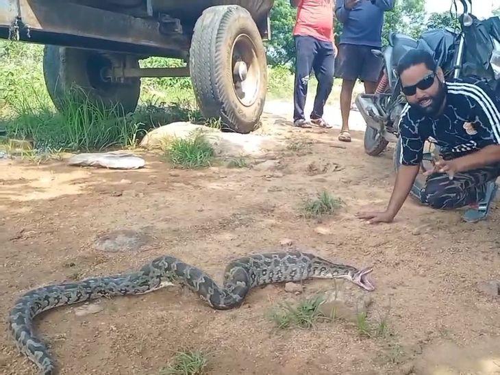  10-foot python enters poultry coop, devours 8 chickens; chaos ensues. Hindi news latest news kanker news khabargali 