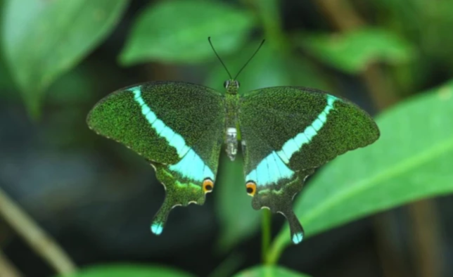 State's 'Orange Oakleaf' to become the official state butterfly; citizens expressed their preference through online voting. Latest news hindi news khabargali 