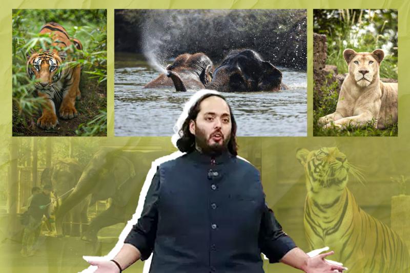 Ambani to treat injured wildlife at jungle safari MoU to be signed with Vantara in Jamnagar Gujarat latest News hindi News khabargali 